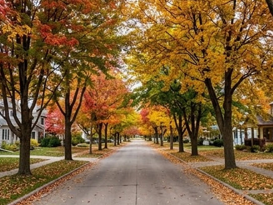 Suburban street with mature trees, autumn color