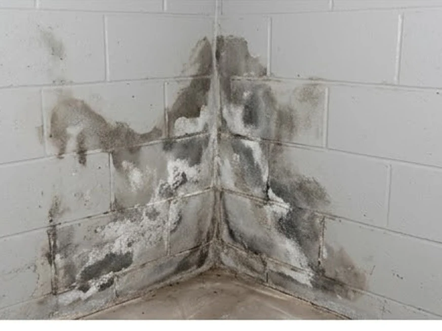 Discolored basement wall corner, moderate: mold inspection in Fort Dodge, IA