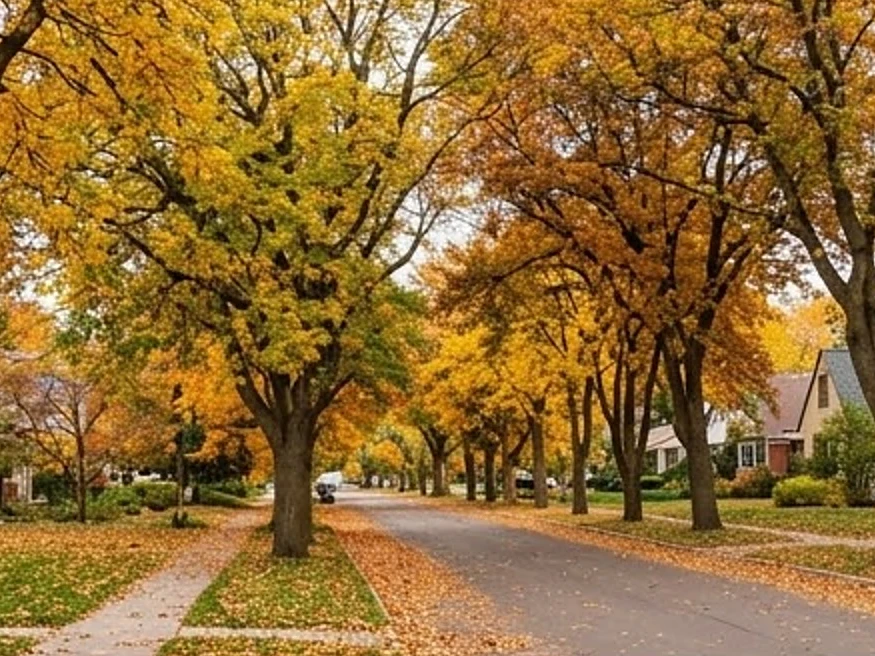 Older street with tree-lined boulevard, autumn: sewer scope inspection in Garner, IA