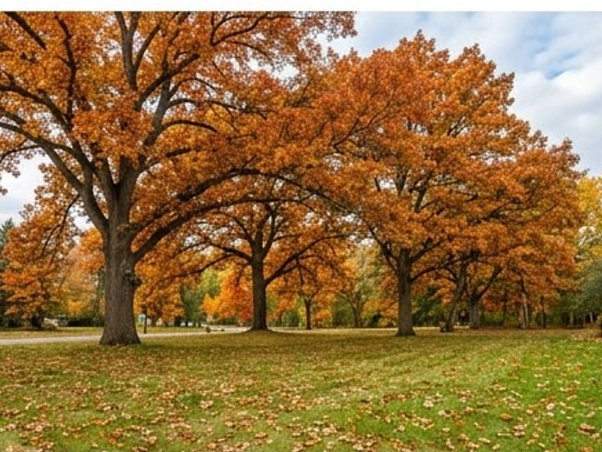 Mature trees over a front lawn, autumn: sewer scope inspection in Shoreview, MN