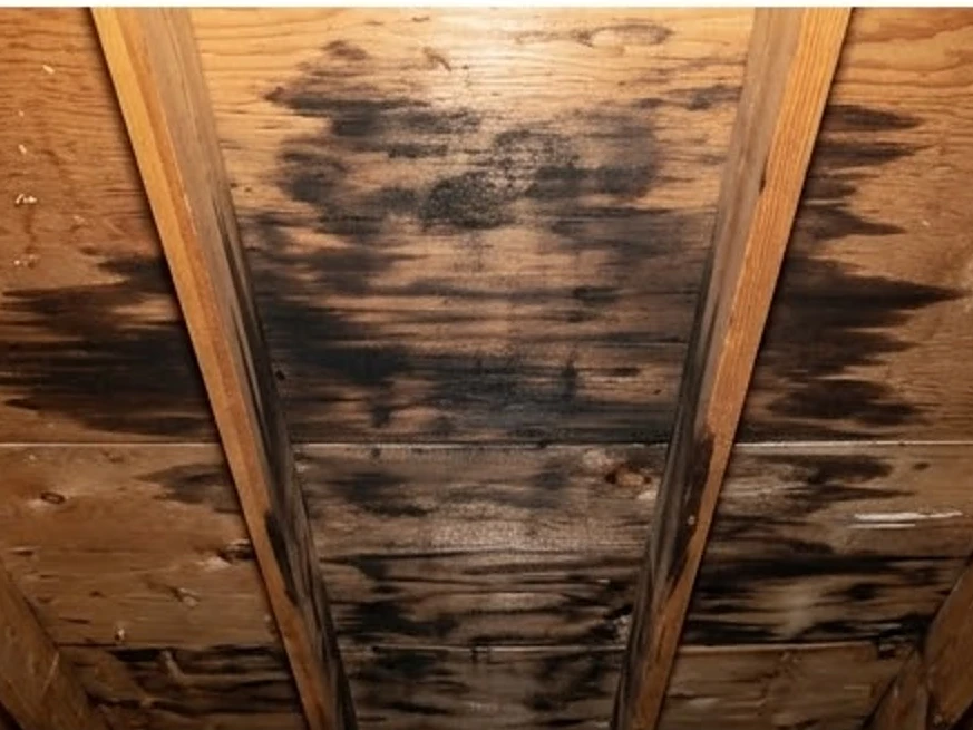 Attic sheathing with dark staining, heavier: mold inspection in Cottage Grove, MN