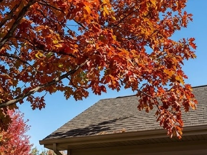 Tree branch over a roof, autumn: roof inspection in Minneapolis, MN