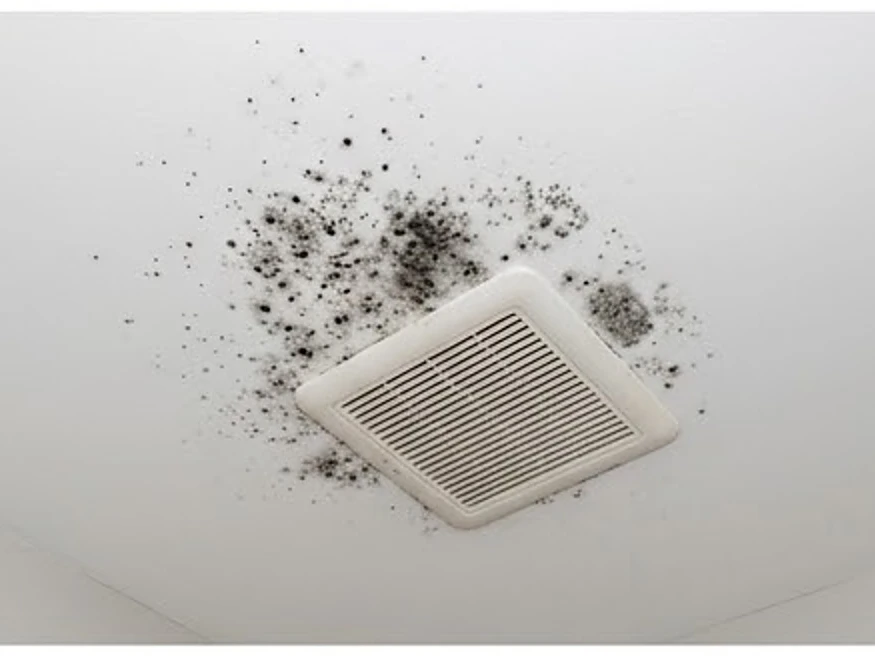 Small dark spots on a bathroom ceiling near the fan, moderate: mold inspection in Brainerd, MN